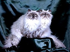 Pastsy and Reginald